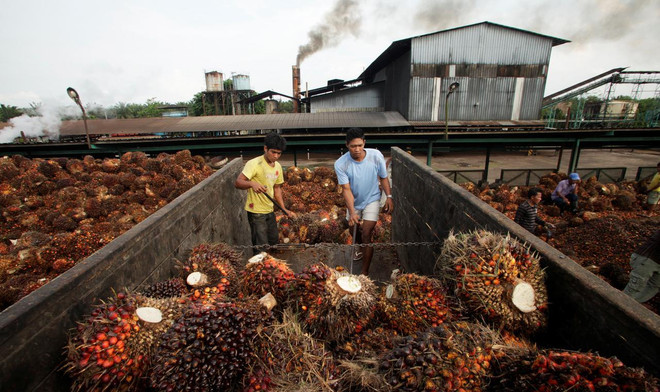L'Indonésie exporte plus de 36 millions de tonnes d'huile de palme en 2019 ảnh 1 L'Indonésie exporte plus de 36 millions de tonnes d'huile de palme en 2019 ảnh 1