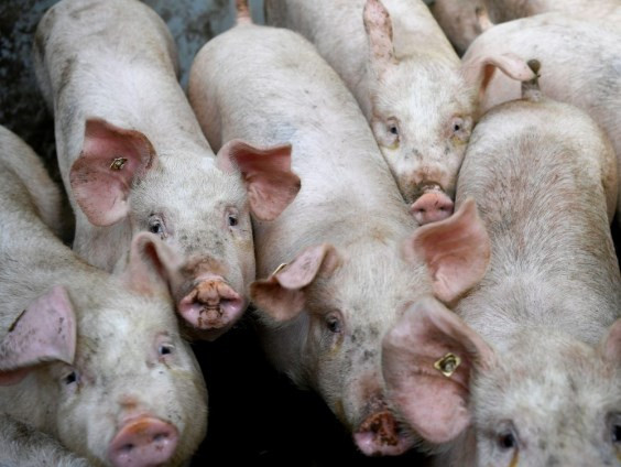 La Thaïlande limitera ses exportations de viande de porc ảnh 1 La Thaïlande limitera ses exportations de viande de porc ảnh 1