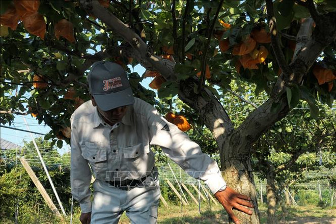 Singapour lève l'interdiction d'importer des produits alimentaires en provenance de Fukushima ảnh 1