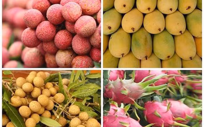 Les exportations de fruits et légumes du Vietnam devrait dépasser 4 milliards de dollars ảnh 1 Les exportations de fruits et légumes du Vietnam devrait dépasser 4 milliards de dollars ảnh 1