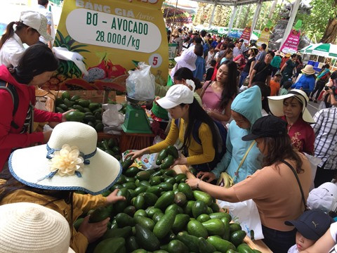 Promotion des exportations d'avocats vietnamiens vers les Etats-Unis ảnh 1 Promotion des exportations d'avocats vietnamiens vers les Etats-Unis ảnh 1