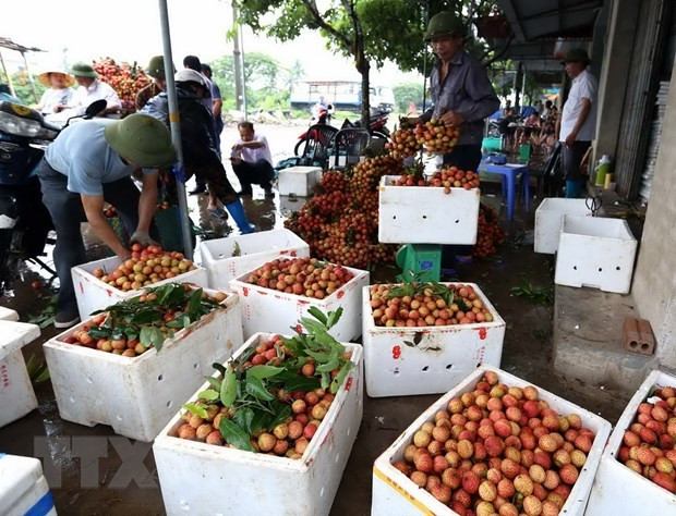 Hai Duong vise à récolter 40.000 tonnes de litchis en 2019 ảnh 1 Hai Duong vise à récolter 40.000 tonnes de litchis en 2019 ảnh 1