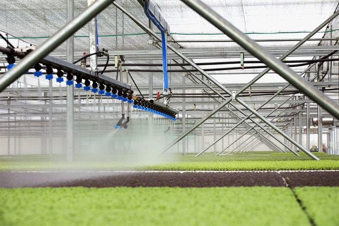 Ba Ria-Vung Tau développe l’agriculture high-tech ảnh 1 Ba Ria-Vung Tau développe l’agriculture high-tech ảnh 1