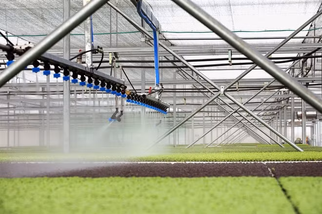 Ba Ria-Vung Tau développe l’agriculture high-tech ảnh 1