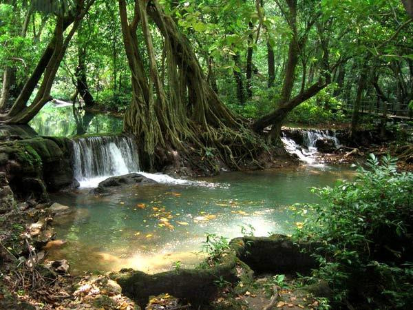 Thaïlande : nouveau plan de boisement pour réduire les coûts ảnh 1 Thaïlande : nouveau plan de boisement pour réduire les coûts ảnh 1