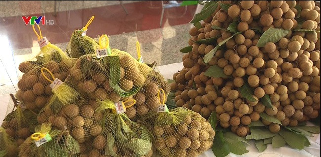 Cinq tonnes de longanes de Hung Yen expédiées aux Etats-Unis ảnh 1 Cinq tonnes de longanes de Hung Yen expédiées aux Etats-Unis ảnh 1