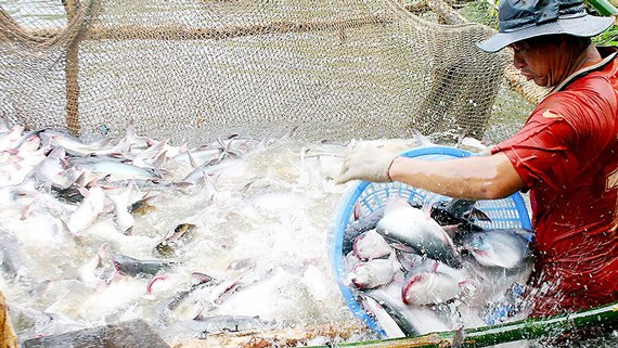 Près de 1,2 milliard de dollars d'exportations de pangasius en sept mois ảnh 1 Près de 1,2 milliard de dollars d'exportations de pangasius en sept mois ảnh 1