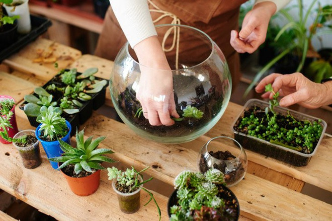 Le terrarium végétal enchante les jeunes ảnh 1