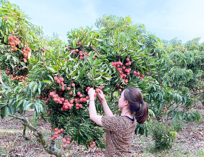 Une bonne occasion pour l'exportation de fruits au Japon ảnh 1 Une bonne occasion pour l'exportation de fruits au Japon ảnh 1