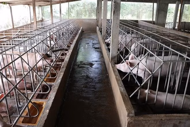 Le Vietnam cherche à améliorer la qualité des produits d'élevage ảnh 1 Le Vietnam cherche à améliorer la qualité des produits d'élevage ảnh 1