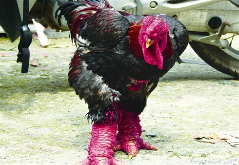 Gastronomie: Trois races de poulets qui font saliver les gourmets ảnh 3 Gastronomie: Trois races de poulets qui font saliver les gourmets ảnh 3