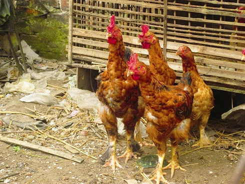 Gastronomie: Trois races de poulets qui font saliver les gourmets ảnh 2 Gastronomie: Trois races de poulets qui font saliver les gourmets ảnh 2