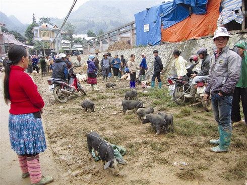 Le cochon qui se porte sous le bras, spécialité du Tây Bac ảnh 2