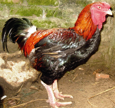 Gastronomie: Trois races de poulets qui font saliver les gourmets ảnh 1 Gastronomie: Trois races de poulets qui font saliver les gourmets ảnh 1