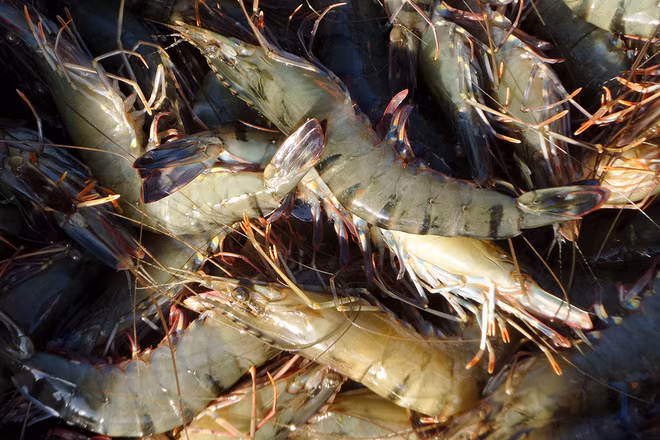 Les exportations de crevettes, pangasius, thon… toutes chutent fortement ảnh 1