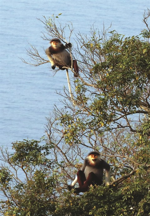 Dà Nang: un protecteur des Doucs à Son Trà ảnh 2 Dà Nang: un protecteur des Doucs à Son Trà ảnh 2