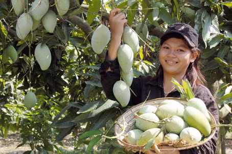 Les Sud – coréens friands de mangue et d’ananas du Vietnam ảnh 1