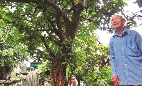 Le dernier jardin médicinal de Dai Yên ảnh 1 Le dernier jardin médicinal de Dai Yên ảnh 1