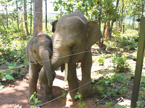 L’histoire de deux éléphanteaux orphelins ảnh 1 L’histoire de deux éléphanteaux orphelins ảnh 1