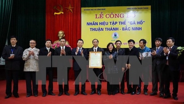 À Bac Ninh, la race de poulet Hô obtient la marque collective ảnh 1 À Bac Ninh, la race de poulet Hô obtient la marque collective ảnh 1