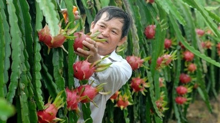 Le fruit du dragon frais vietnamien obtient son visa pour le Japon ảnh 1