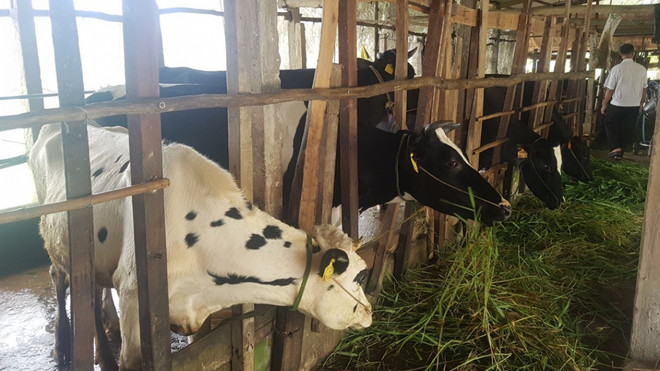 Soc Trang développe le secteur de l'élevage bovin ảnh 1 Soc Trang développe le secteur de l'élevage bovin ảnh 1