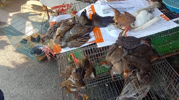 Des ONG appellent à la protection des oiseaux sauvages ảnh 2