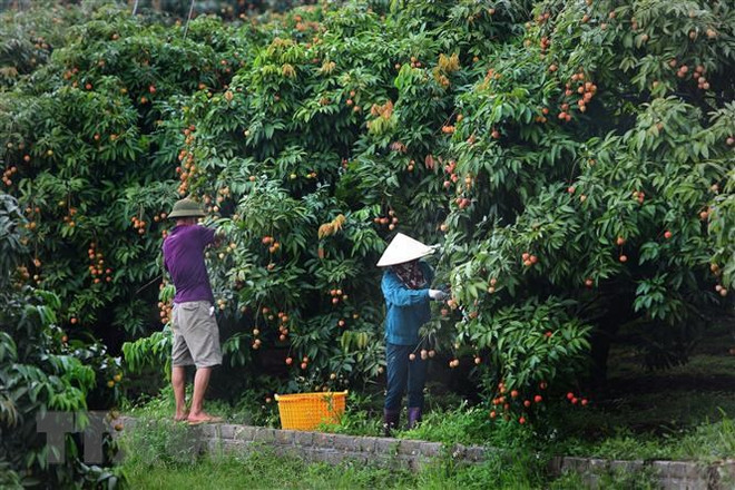 Le Vietnam vise 45 milliards d'USD d'exportations de produits agroforestiers et aquatiques en 2021 ảnh 2 Le Vietnam vise 45 milliards d'USD d'exportations de produits agroforestiers et aquatiques en 2021 ảnh 2