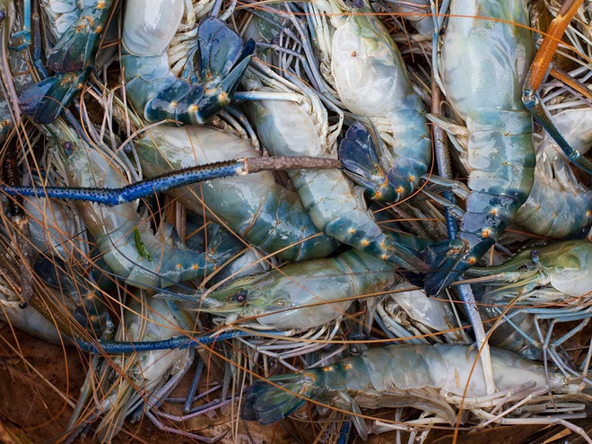 Les bonnes promesses de l’astaciculture à Cân Tho ảnh 1