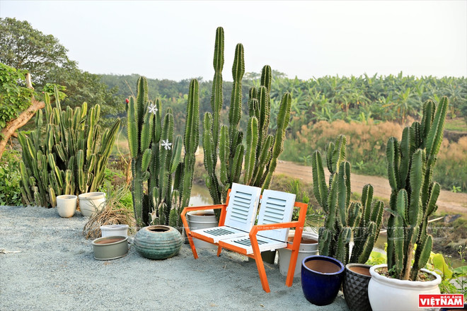 Cacti Zone, nouvelle destination pour les Hanoïens ảnh 4
