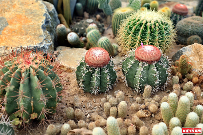 Cacti Zone, nouvelle destination pour les Hanoïens ảnh 2