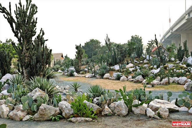 Cacti Zone, nouvelle destination pour les Hanoïens ảnh 3