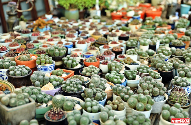 Cacti Zone, nouvelle destination pour les Hanoïens ảnh 5