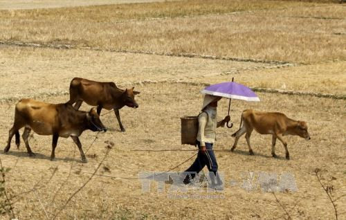 Le Vietnam s'emploie à faire face à la sécheresse et à la salinisation ảnh 1 Le Vietnam s'emploie à faire face à la sécheresse et à la salinisation ảnh 1