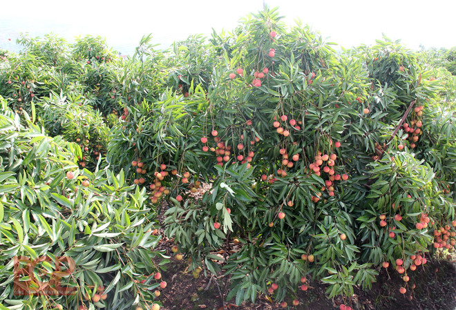 Une cinquantaine d’entreprises consomment de litchis “thieu” de Bac Giang ảnh 1 Une cinquantaine d’entreprises consomment de litchis “thieu” de Bac Giang ảnh 1