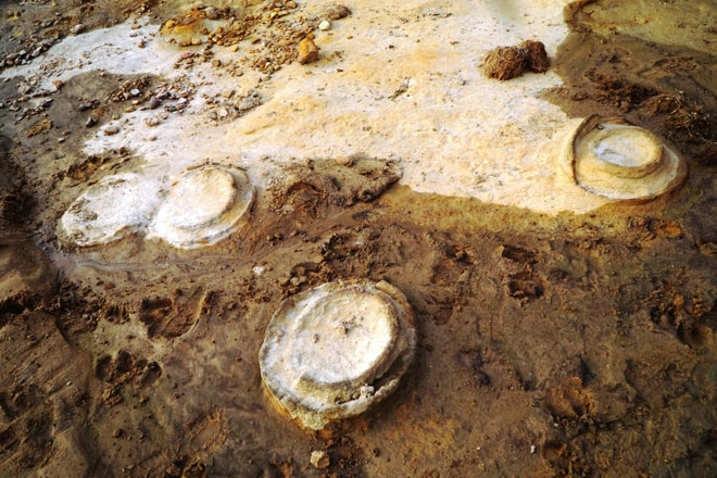 Découverte de traces d'ammonites fossilisées datées environ 200 millions d’années à Gia Lai ảnh 1 Découverte de traces d'ammonites fossilisées datées environ 200 millions d’années à Gia Lai ảnh 1