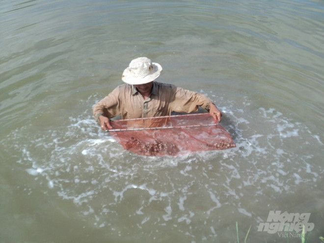 Etude des espèces de coquillages venimeux à Phu Quoc ảnh 1 Etude des espèces de coquillages venimeux à Phu Quoc ảnh 1