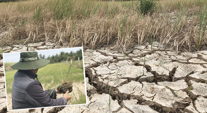 La sécheresse et l’intrusion saline affectent gravement l'agriculture dans le delta du Mékong ảnh 1 La sécheresse et l’intrusion saline affectent gravement l'agriculture dans le delta du Mékong ảnh 1