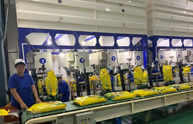 Can Tho prépare le premier lot de riz à exporter vers l'UE avec une taxe de 0% ảnh 1 Can Tho prépare le premier lot de riz à exporter vers l'UE avec une taxe de 0% ảnh 1