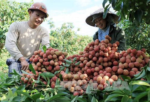 Promotion commerciale du litchi de Hai Duong dans les marchés étrangers ảnh 1 Promotion commerciale du litchi de Hai Duong dans les marchés étrangers ảnh 1