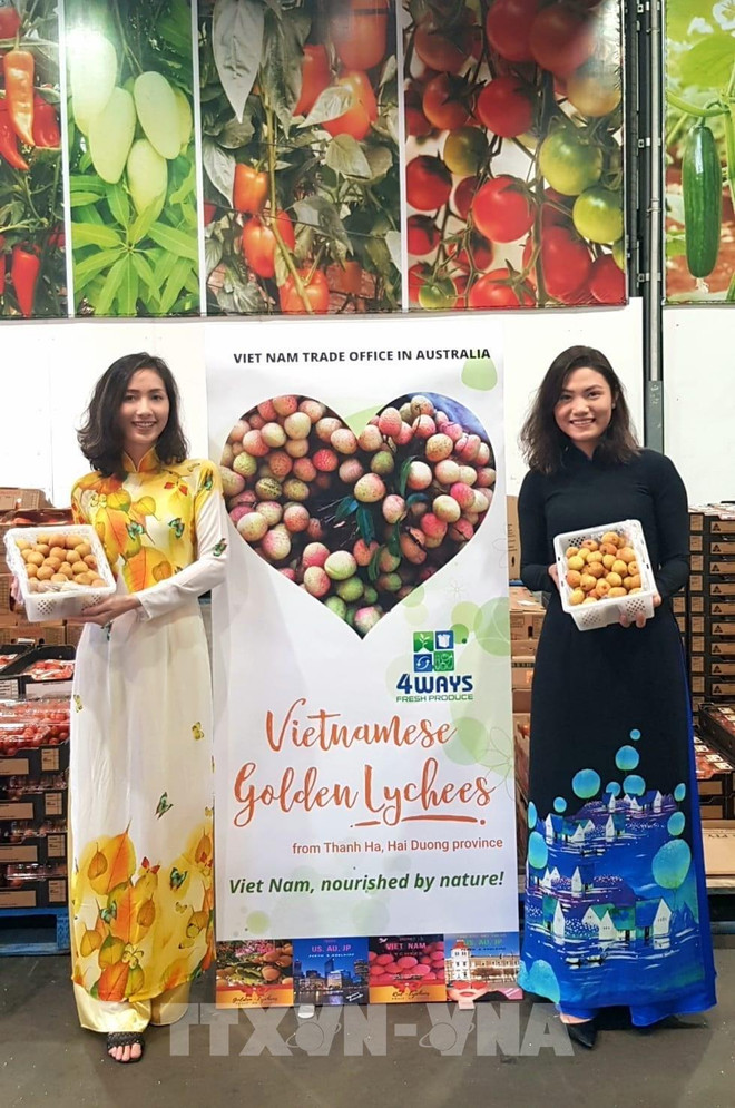 Le premier lot de litchi "U hông" du Vietnam est arrivé en Australie ảnh 1 Le premier lot de litchi "U hông" du Vietnam est arrivé en Australie ảnh 1