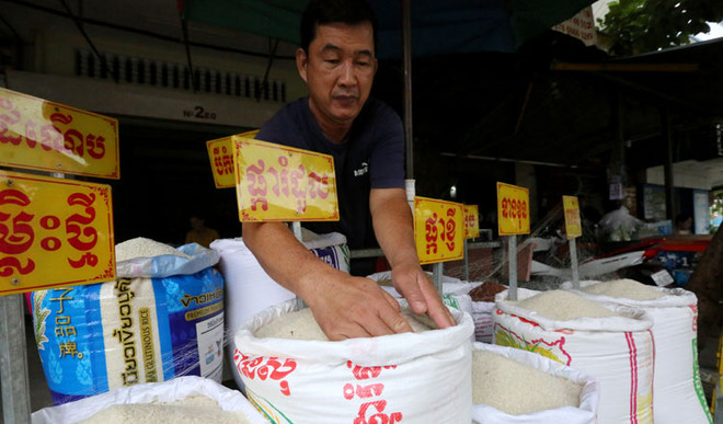 Cambodge : les exportations de riz augmentent malgré les intempéries ảnh 1 Cambodge : les exportations de riz augmentent malgré les intempéries ảnh 1