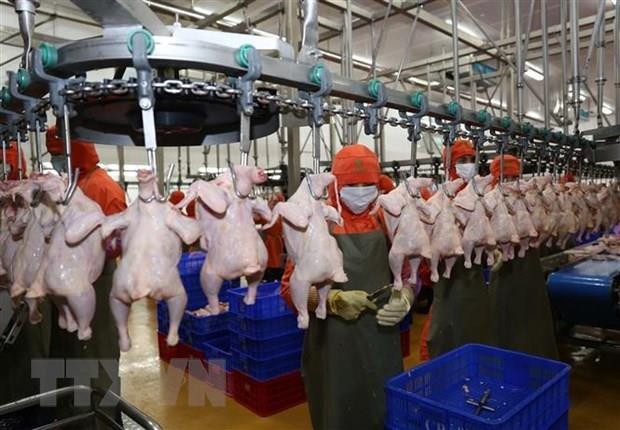 La viande de poulet du Vietnam bientôt exportée à Singapour et Hongkong (Chine) ảnh 1 La viande de poulet du Vietnam bientôt exportée à Singapour et Hongkong (Chine) ảnh 1