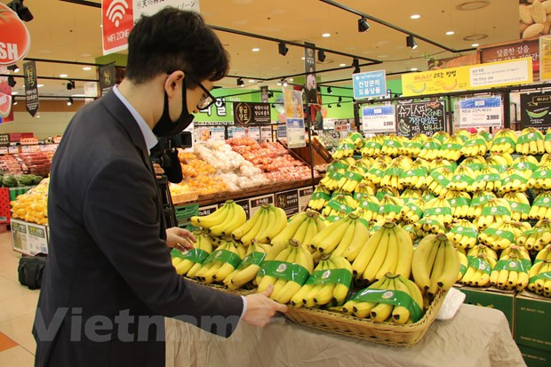 Des bananes vietnamiennes dans les rayons de la chaîne de supermarchés sud-coréenne Lotte Mart ảnh 1 Des bananes vietnamiennes dans les rayons de la chaîne de supermarchés sud-coréenne Lotte Mart ảnh 1