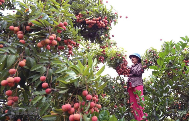 Bac Giang exportera le premier lot de litchis au Japon vers la fin de mai ảnh 1 Bac Giang exportera le premier lot de litchis au Japon vers la fin de mai ảnh 1