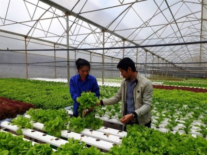 Résilience au changement climatique : plus de 80 milliards de dôngs pour soutenir des agriculteurs ảnh 1