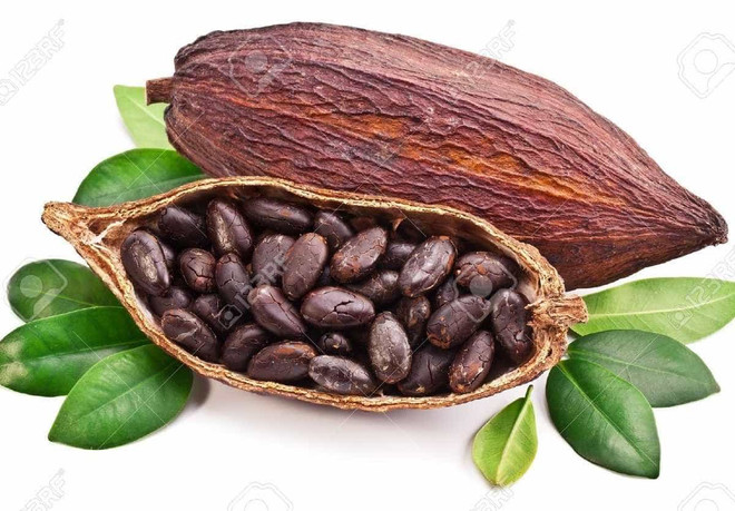 Le cacao vietnamien classé "meilleur au monde" ảnh 1