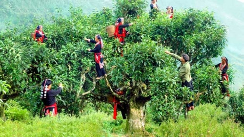 Le thé vietnamien à la conquête du marché américain ảnh 2 Le thé vietnamien à la conquête du marché américain ảnh 2