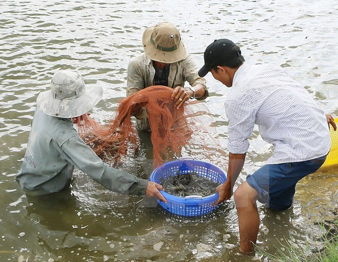 Crevette : l’Australie voit rouge à cause des tâches blanches ảnh 1 Crevette : l’Australie voit rouge à cause des tâches blanches ảnh 1