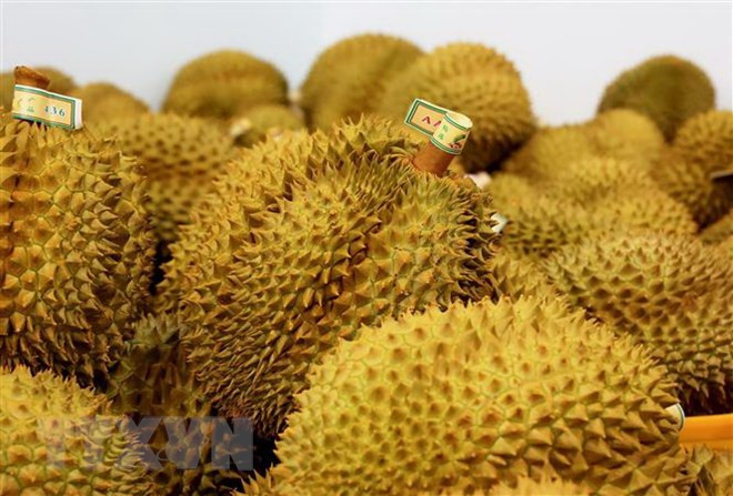 Les exportations de durian ont rapporté 1,63 milliard de dollars en 9 mois ảnh 1
